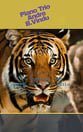 The hunter, the tiger & the crocodile P.O.D. cover